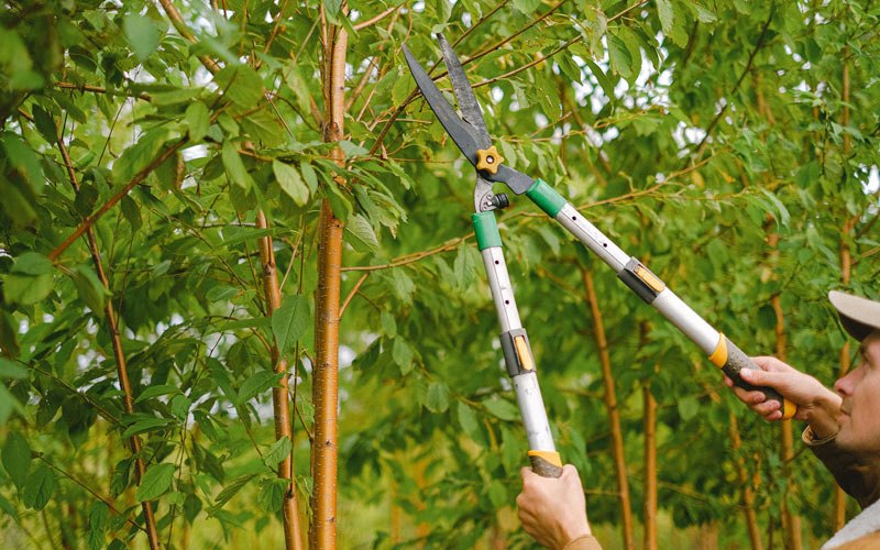 Tree trimming in Altamont, UT